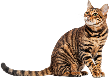 Pet Taksi hizmeti