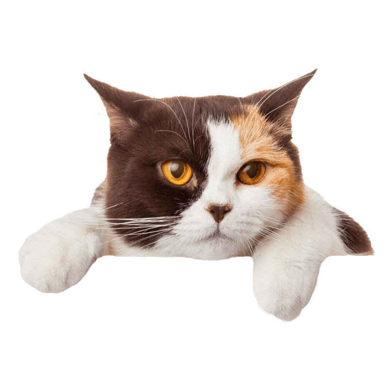 Kedi otelinde günlük rutin: mama, oyun ve veteriner saatleri